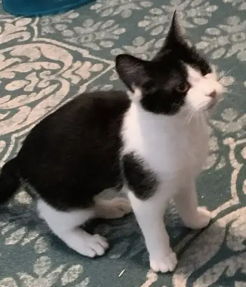 Kitten Pickles photo 3