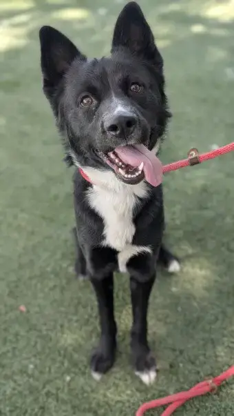 Leo