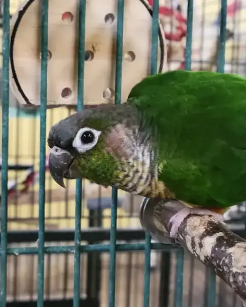 Rio