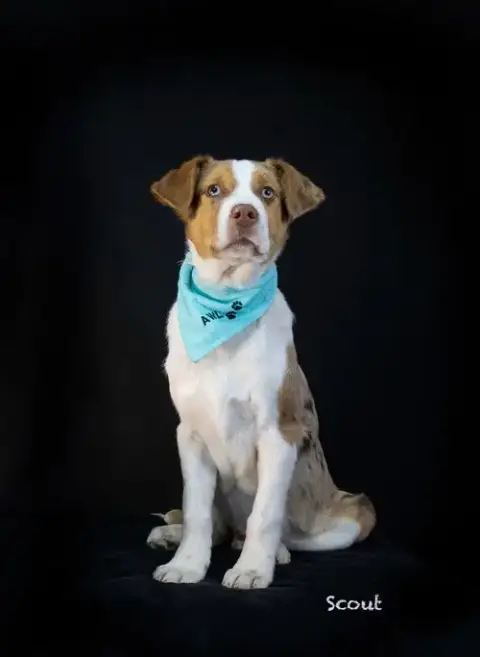Scout photo 2