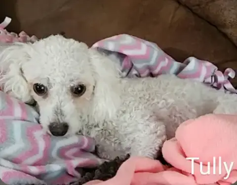 Tully