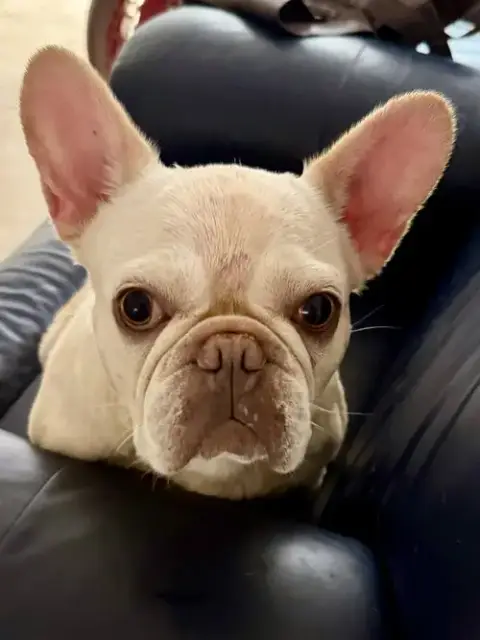 Purebred Female French Bulldog Storm