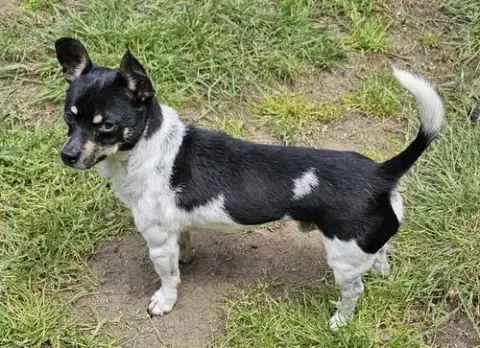 Roscoe photo 5