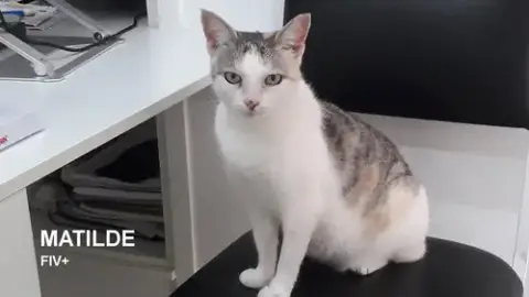 Matilde