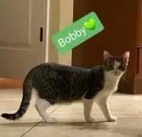 Bobby photo 2