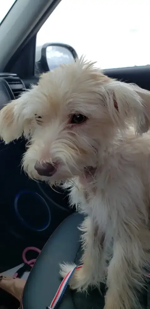 Poppy photo 5