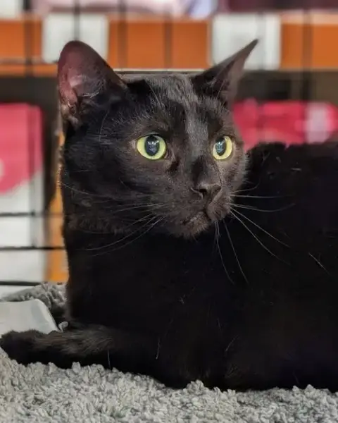 Echo