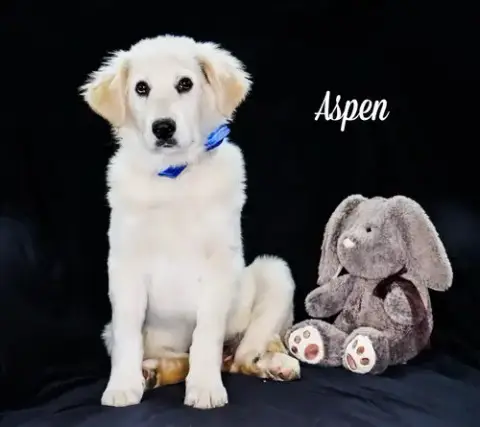 Aspen