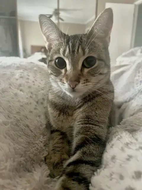 Nismo & Chai photo 4
