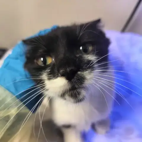 Electra