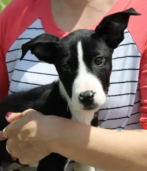 Oakley 43461 photo 2