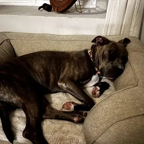 Cinnamon photo 5