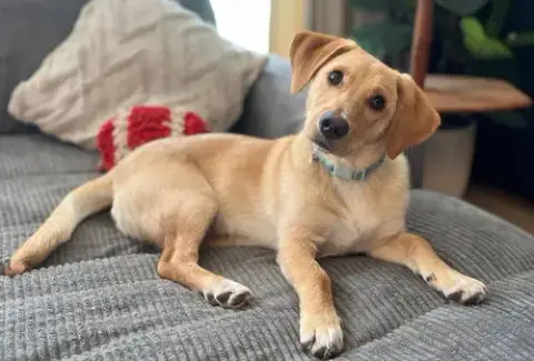 Puppy Mccoy photo 2