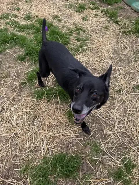 Wiggly
