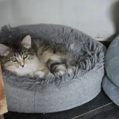 Fluffy photo 2