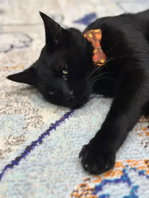 Jiji photo 5