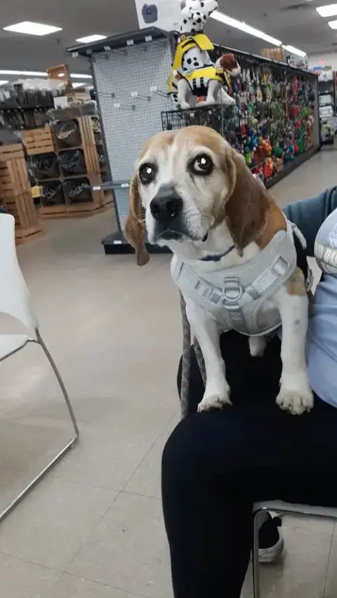 Shorty-Beagle Boy photo 4
