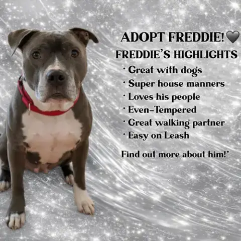 Freddie photo 2