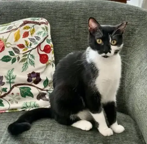 Tuxy