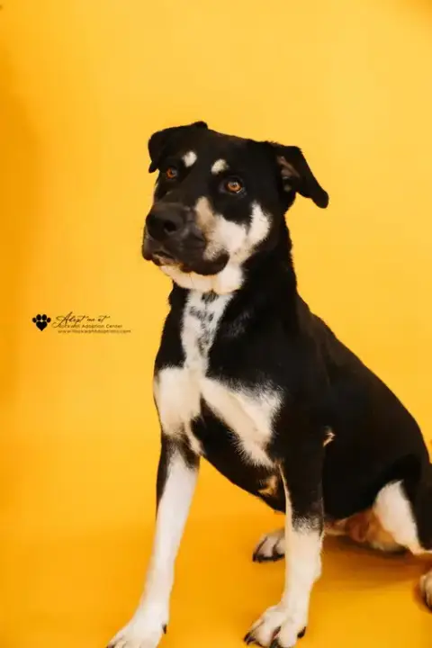 Waverly- $75 Adoption Fee! Diamond Dog!