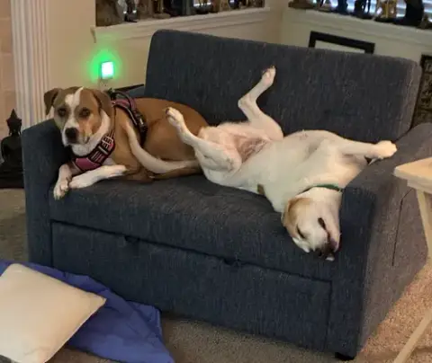 Lucky And Piper photo 2