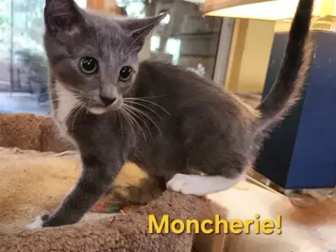 Cats/Kittens-Altamonte Springs Location photo 4