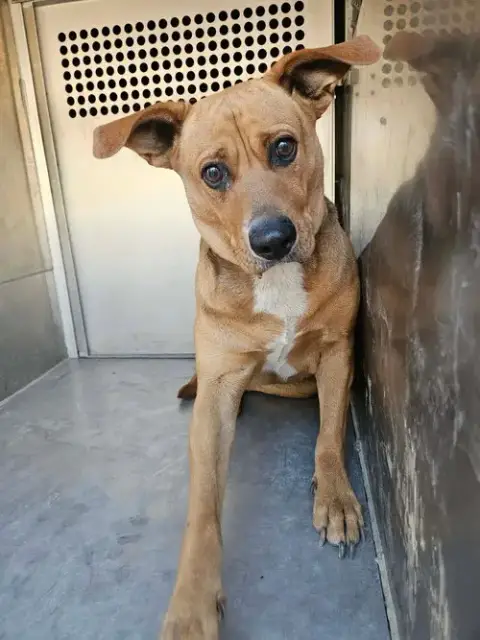 Nala photo 2