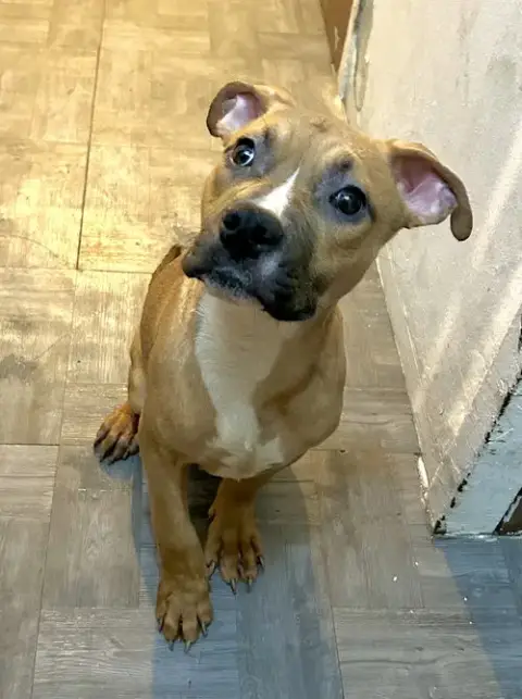 Baby Staxx -“Silly Boy” photo 2