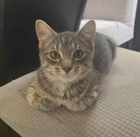 C306 Litter Hazel-Pending Adoption