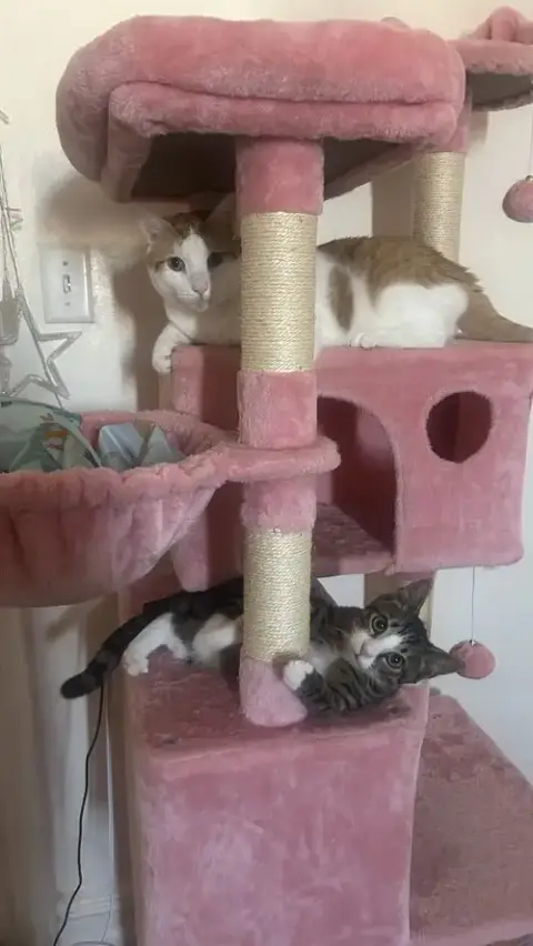 Tony And Ferris photo 5