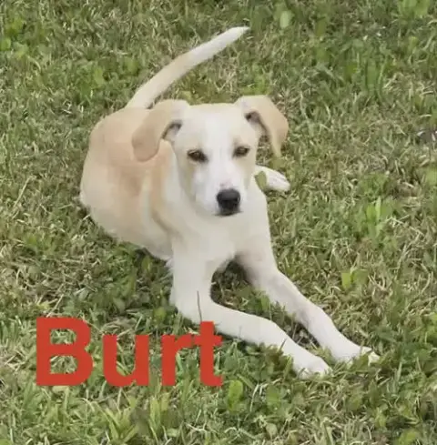 Burt