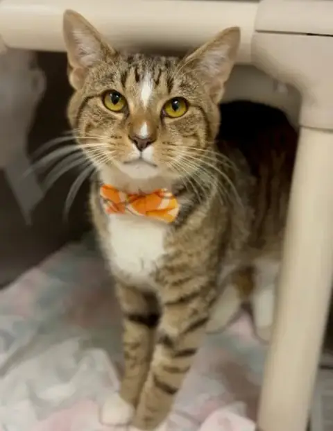 Donald Felv+