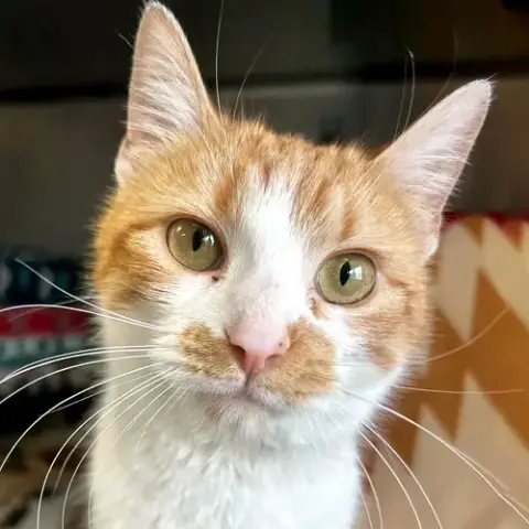 Orangina