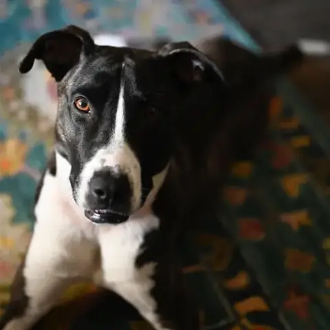 Harper photo 3