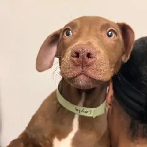 Layla