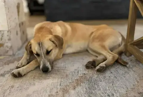 Zoey photo 2