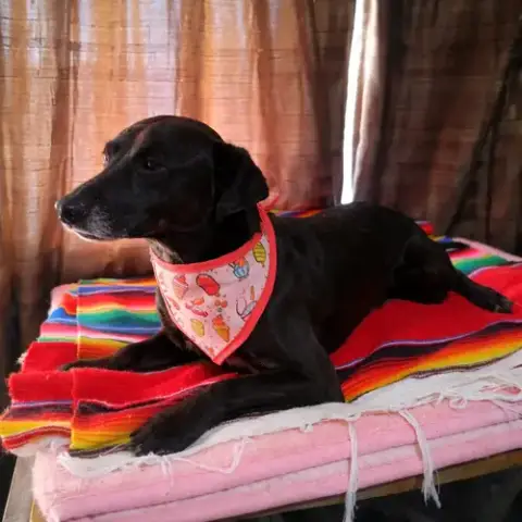 Pedro