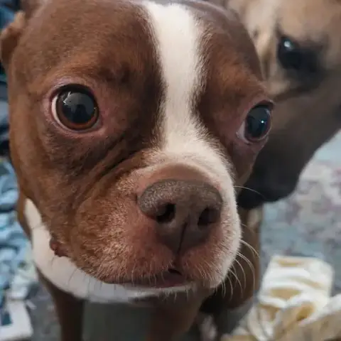 Mocha photo 2