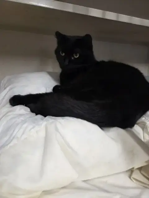 Tootsie