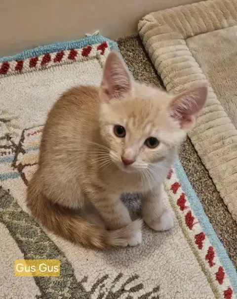 Gus Gus *