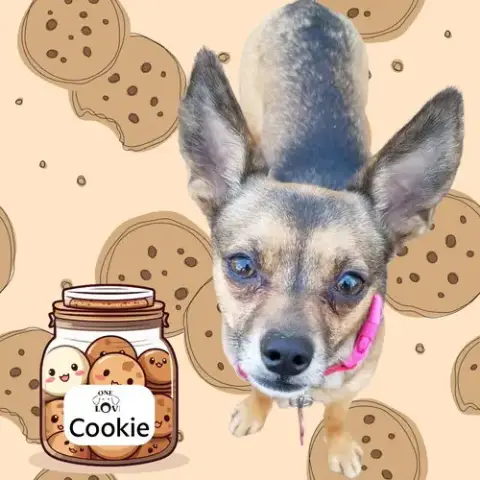 Cookie photo 5