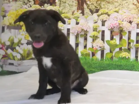 Bruno