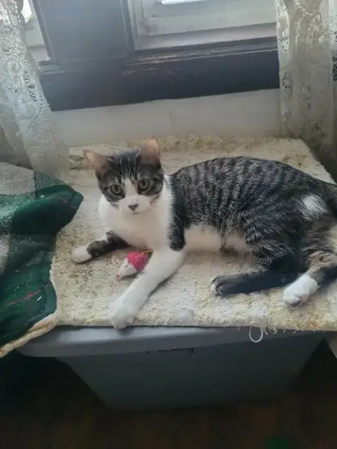 Poppy