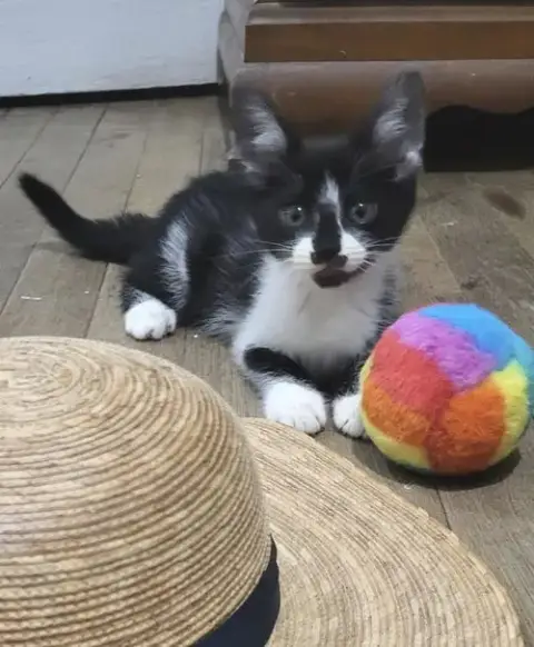 July 4Th Firework Kittens!