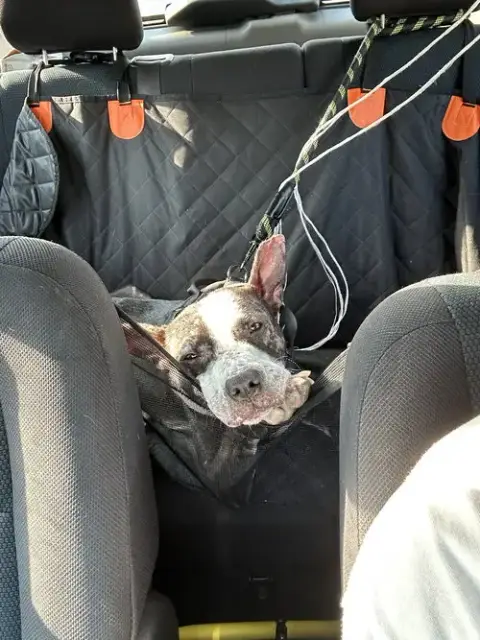 Jumpy Foster Home Needed photo 4