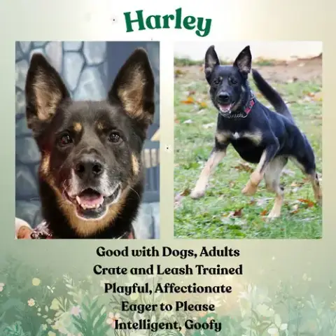 Harley G