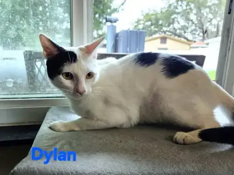 Dylan photo 3