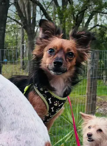 Sydney Adoption Pending