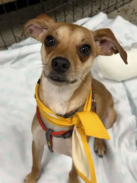Joey