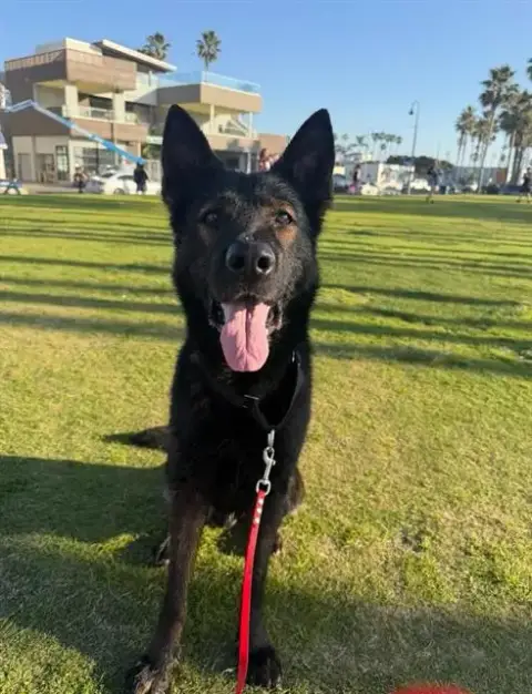 Sarge